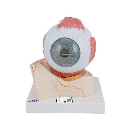 Eye, 5 Times Full-size, 7 Part - W/ 3B Smart Anatomy